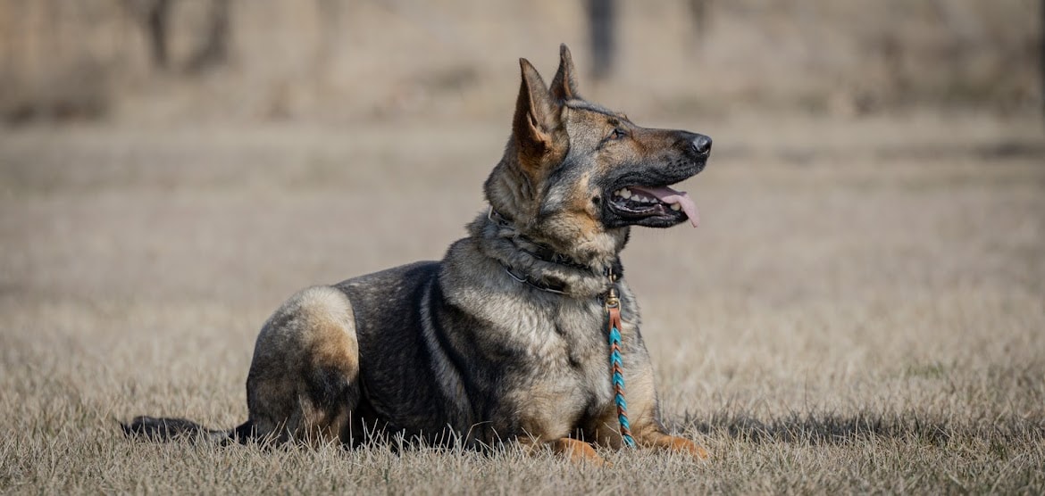 Working GSD in training